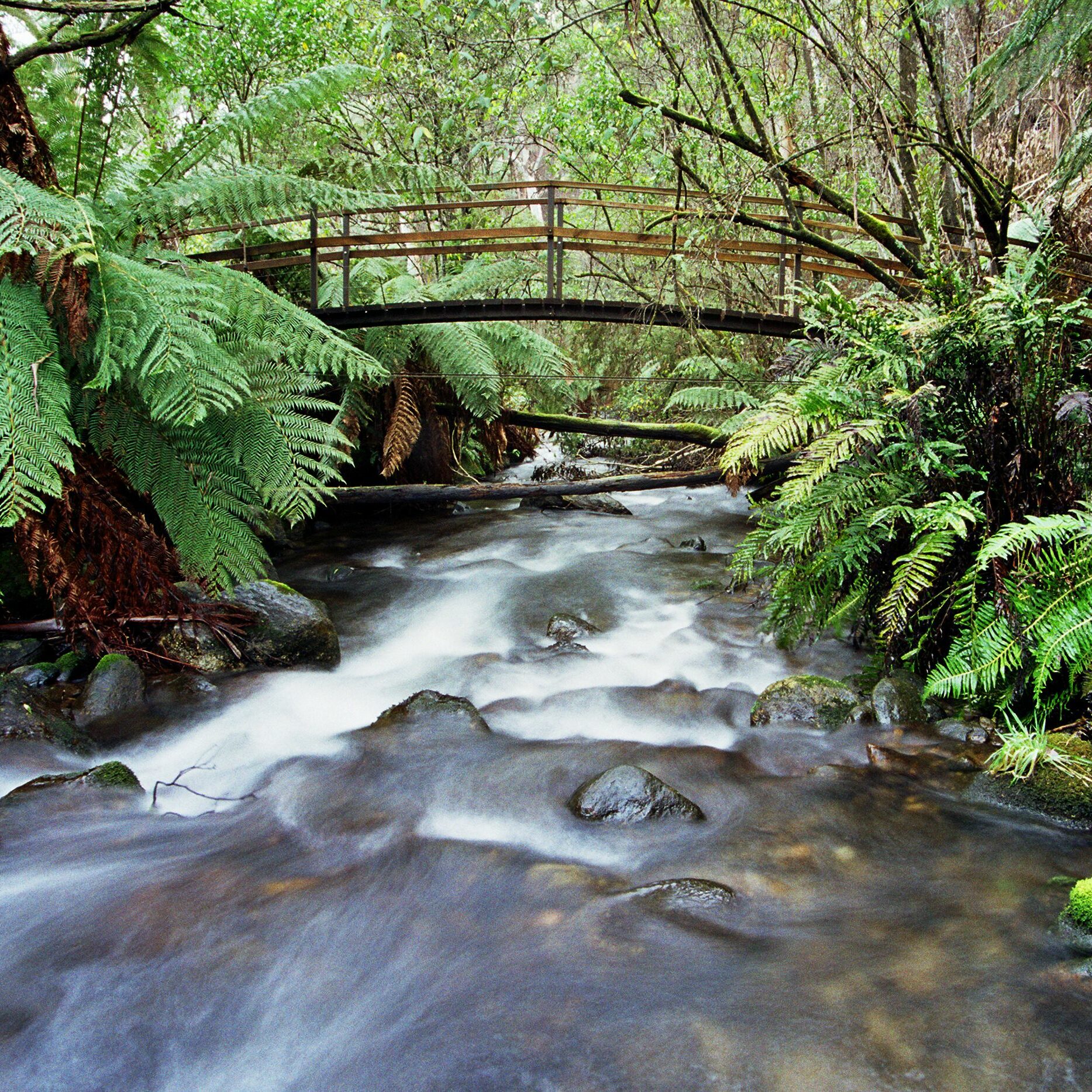 walk mountain creek mount beauty 1_1